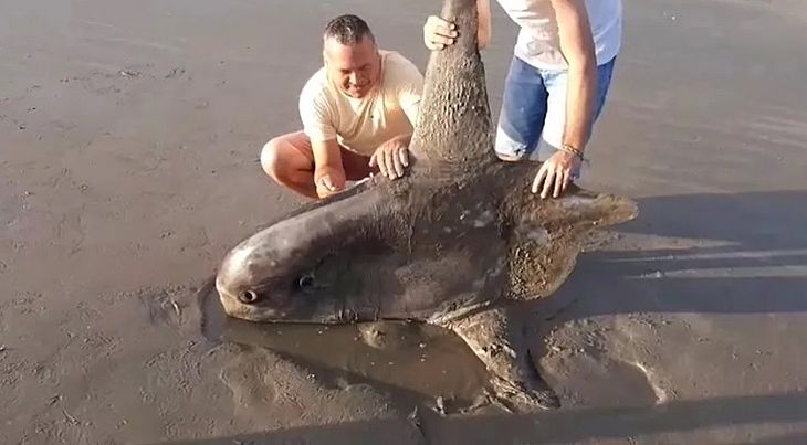 Peixe raro do fundo do oceano morre encalhado em praia piauiense