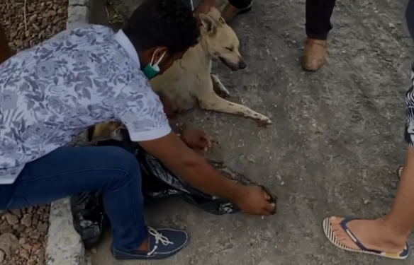 Cadela morre esfaqueada por feirante após pegar pedaço de carne; veja vídeo