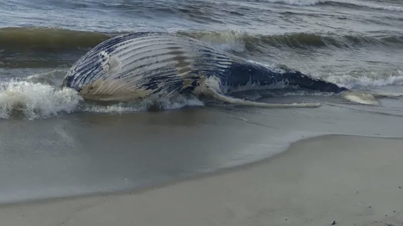 Baleia jubarte encalha e morre em praia do litoral Sul de Alagoas