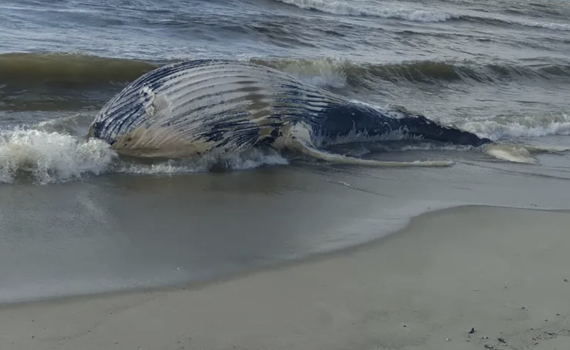 Baleia jubarte encalha e morre em praia do litoral Sul de Alagoas