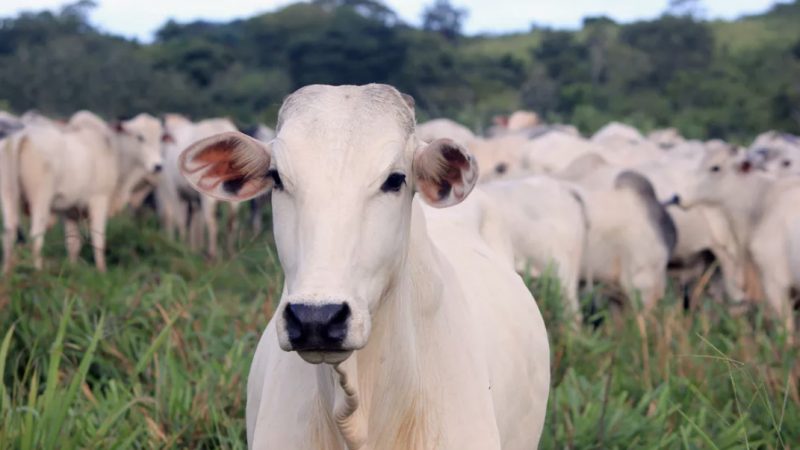 Ministério da Agricultura confirma caso de vaca louca em frigorífico de BH, e exportação de carne bovina para China é suspensa