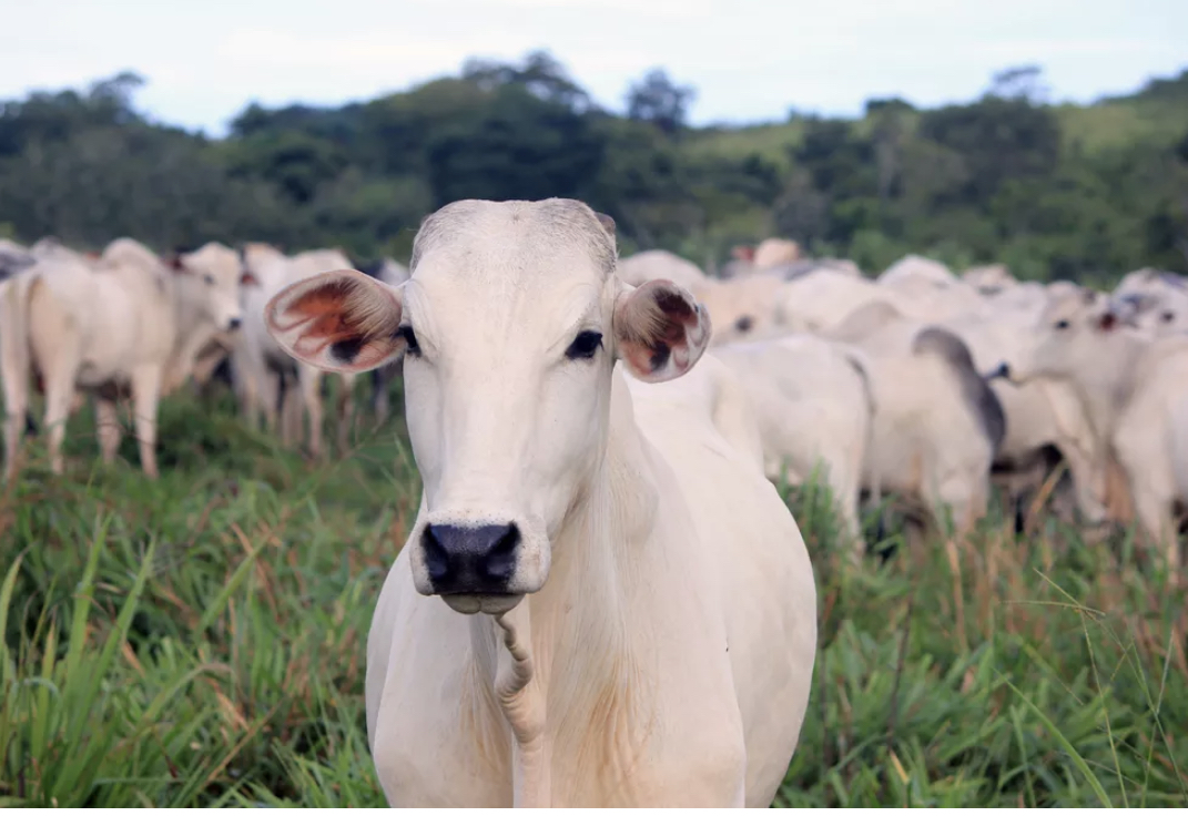 Ministério da Agricultura confirma caso de vaca louca em frigorífico de BH, e exportação de carne bovina para China é suspensa