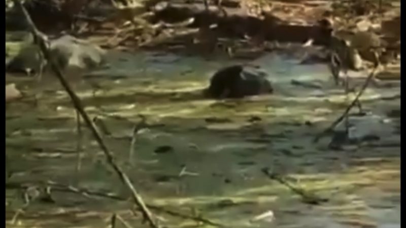 VÍDEO: Aparecimento de jacaré em rua de Bebedouro preocupa moradores em Maceió; assista ao vídeo