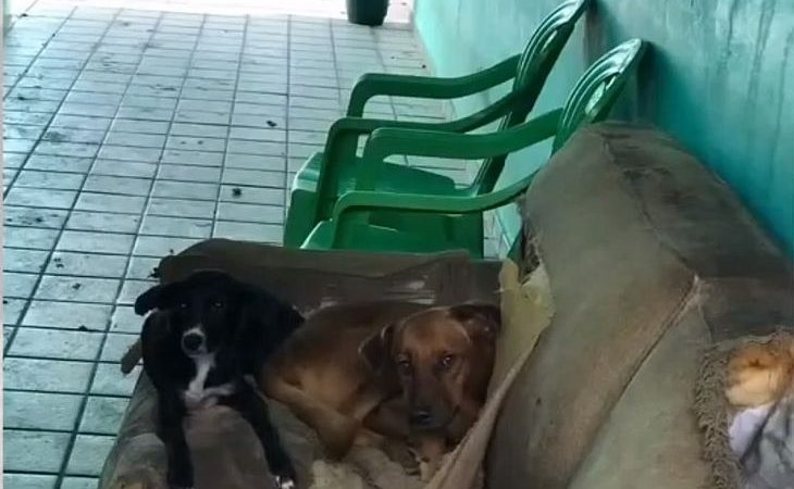 Animais abandonados são resgatados em clínica veterinária desativada há cinco meses, em Maceió