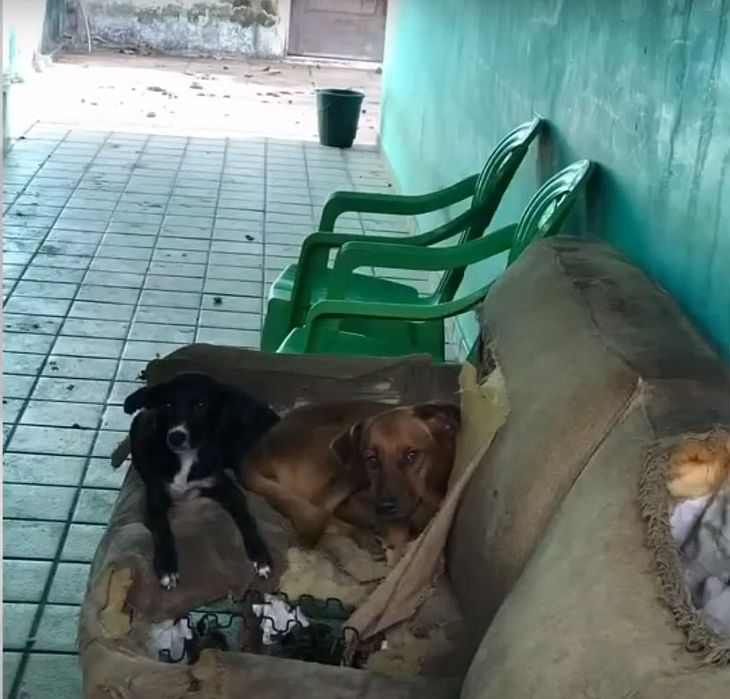 Animais abandonados são resgatados em clínica veterinária desativada há cinco meses, em Maceió