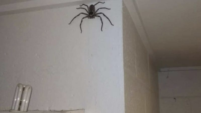 Australiano explica por que deixou uma aranha gigante morar em sua casa por um ano