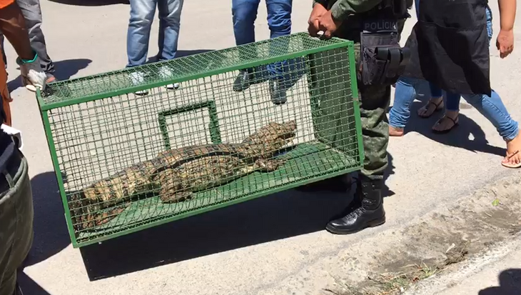 Jacaré é capturado em via pública no bairro da Gruta