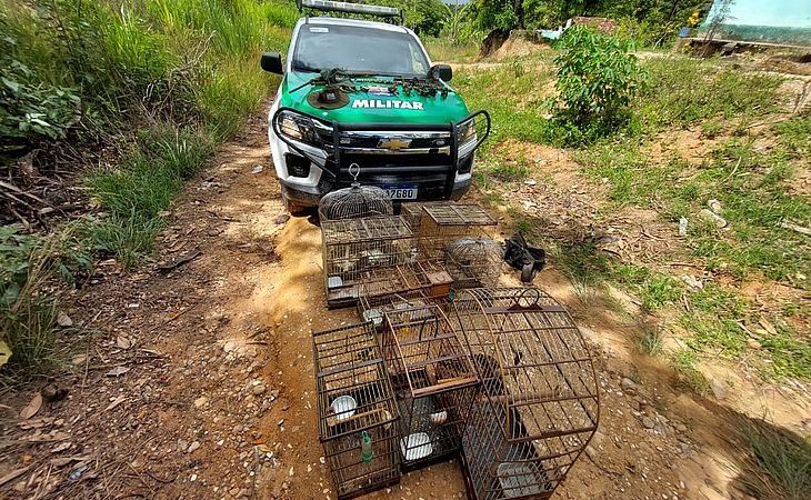 Oito pessoas são presas por tráfico de animais silvestres em AL; 170 aves são apreendidas