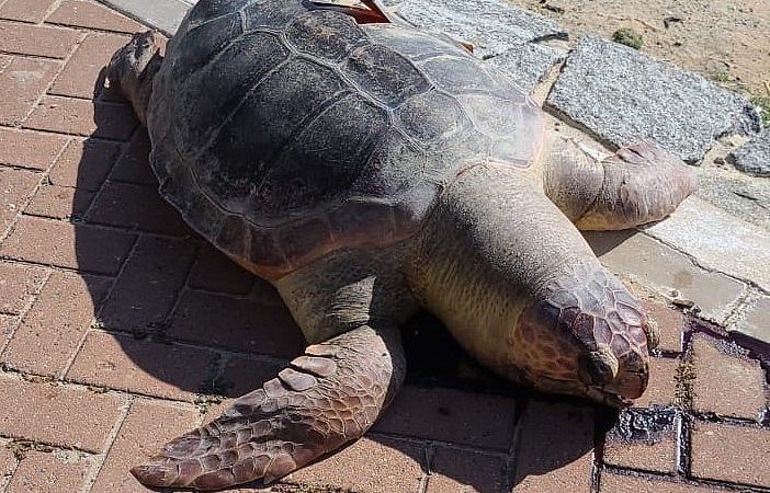 Tartaruga-cabeçuda é encontrada morta na praia da Ponta Verde, em Maceió