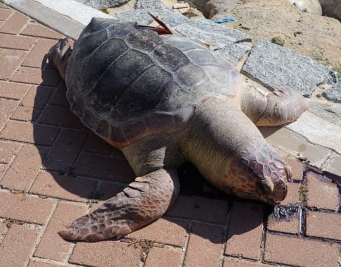 Tartaruga-cabeçuda é encontrada morta na praia da Ponta Verde, em Maceió