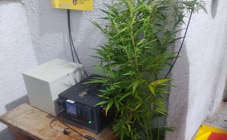 Polícia flagra plantação de maconha em residência de União dos Palmares