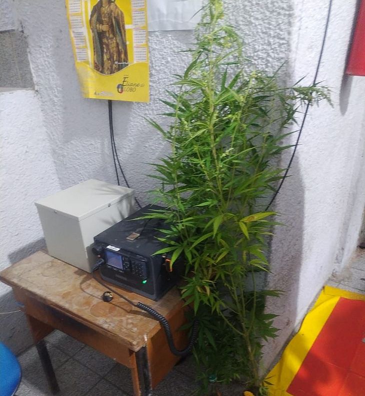 Polícia flagra plantação de maconha em residência de União dos Palmares