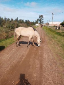 proprietário tem o prazo de cinco dias para requerer o animal a contar a data de publicação, conforme decreto municipal Nº 160/2018.O NCPA-Professor Diamantino chagas Nº 242, Bairro Bela Vista ( canil municipal )