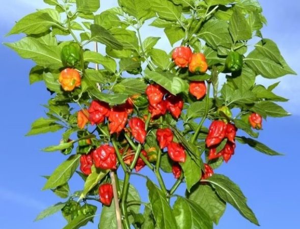 ‘Dolorosamente quente’: conheça Carolina Reaper, a pimenta mais ardida do mundo