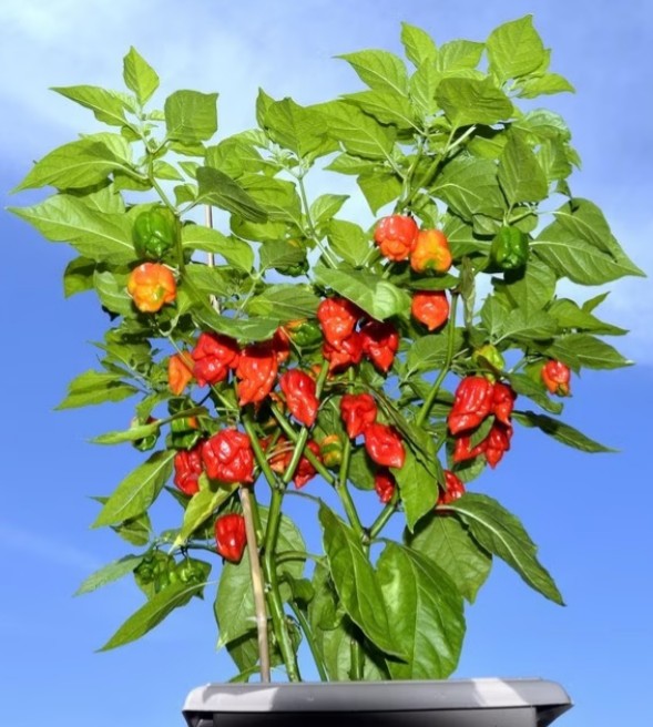 ‘Dolorosamente quente’: conheça Carolina Reaper, a pimenta mais ardida do mundo