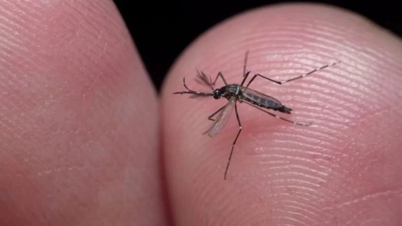 Dengue faz cidades em 4 estados e o DF decretarem emergência