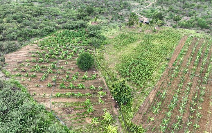 Plantação de 14 mil pés de maconha é destruída na Bahia após investigação do MP-AL
