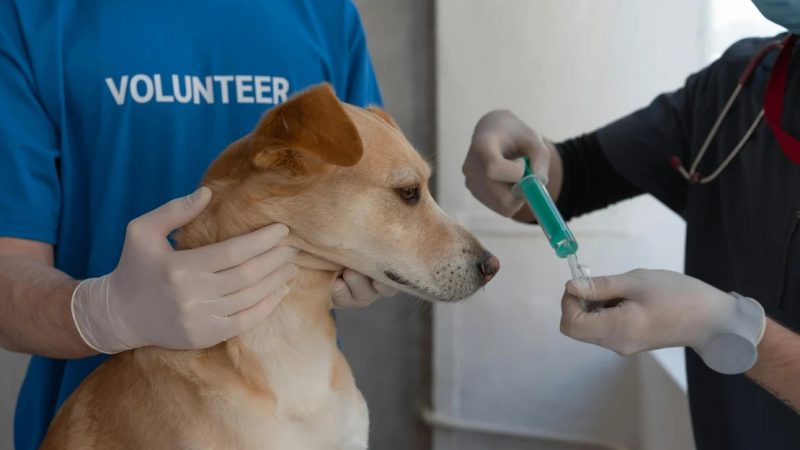 Comissão aprova projeto que cria banco de dados de doação de sangue animal em Maceió