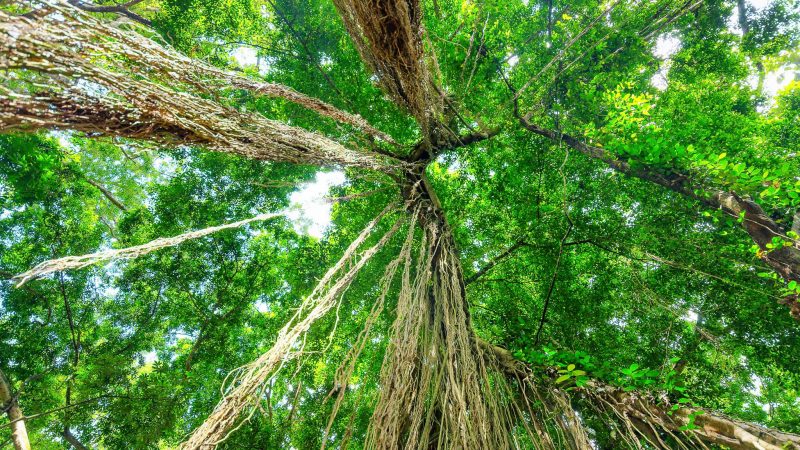 Governo Alemão libera mais recursos ao Fundo Amazônia e se torna 1º doador internacional do Floresta Viva