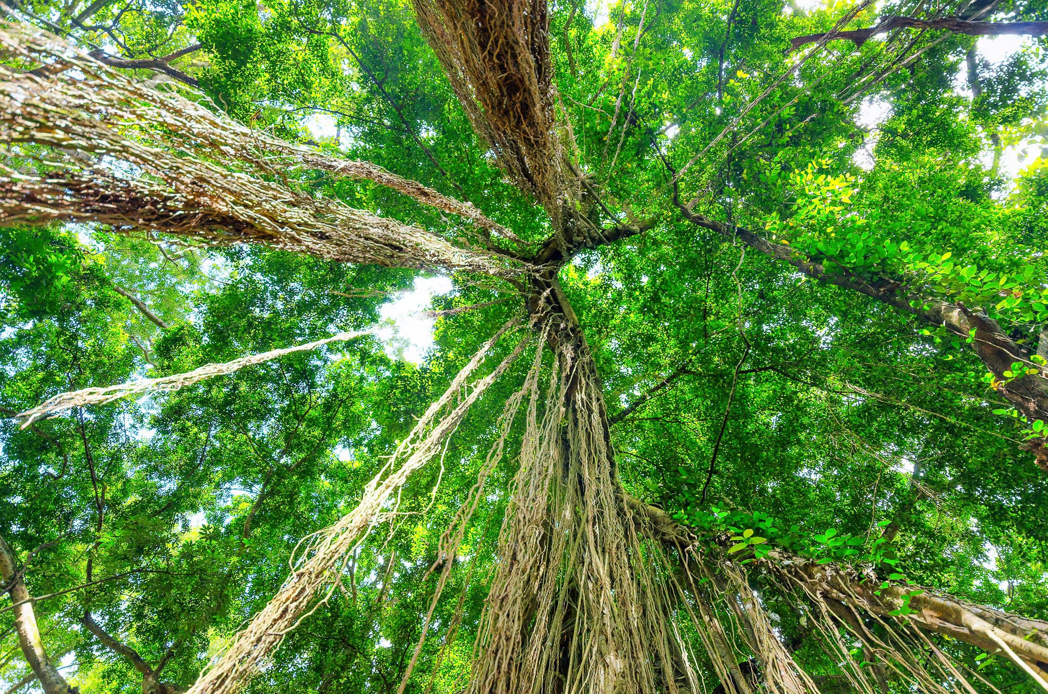 Governo Alemão libera mais recursos ao Fundo Amazônia e se torna 1º doador internacional do Floresta Viva