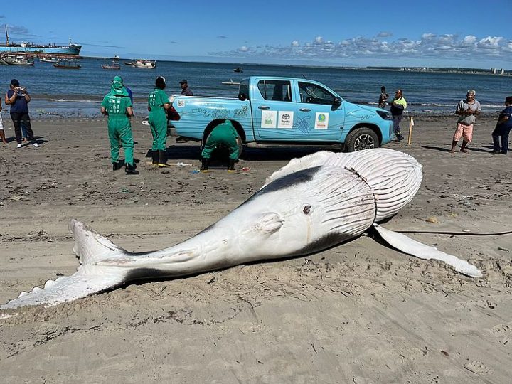 Imagens mostram retirada de baleia-jubarte encalhada no Porto de Maceió