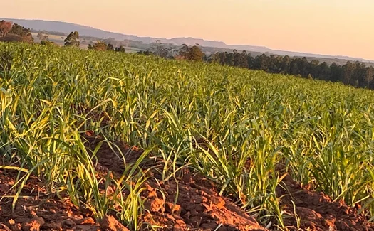 Estudo revela que expansão da área plantada de cana para produção de etanol pode anular ganhos ambientais