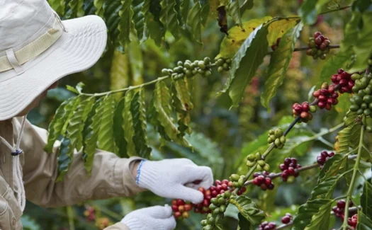 Cooperativa lança primeiro café industrializado com produção de baixo carbono