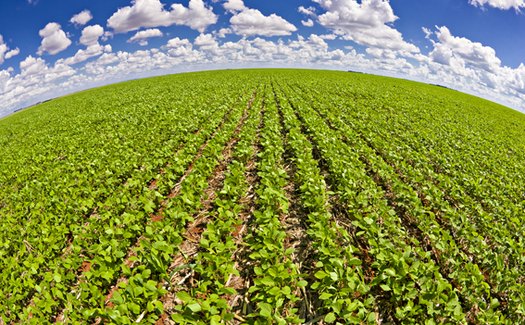 Mudanças que encarecem o Proagro devem inviabilizar produção agrícola em Alagoas