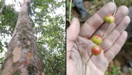 “Única no mundo”: pesquisadores do Jardim Botânico descobrem árvore rara no Rio