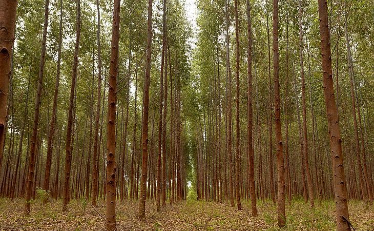 Maior indústria de beneficiamento de madeira do NE vai investir R$ 10 milhões em Alagoas