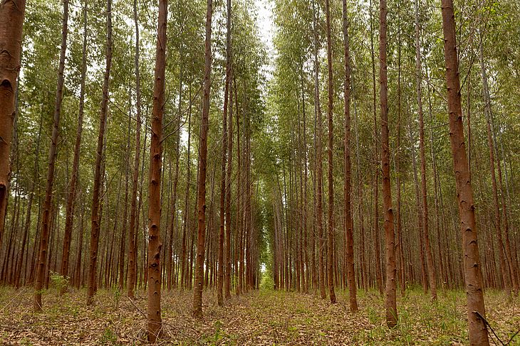 Maior indústria de beneficiamento de madeira do NE vai investir R$ 10 milhões em Alagoas