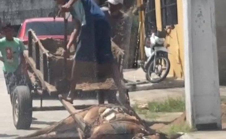 Maus-tratos: imagens mostram cavalo exausto, caído ao chão e amarrado em carroça