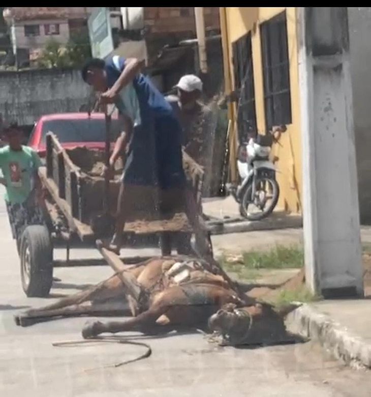 Maus-tratos: imagens mostram cavalo exausto, caído ao chão e amarrado em carroça