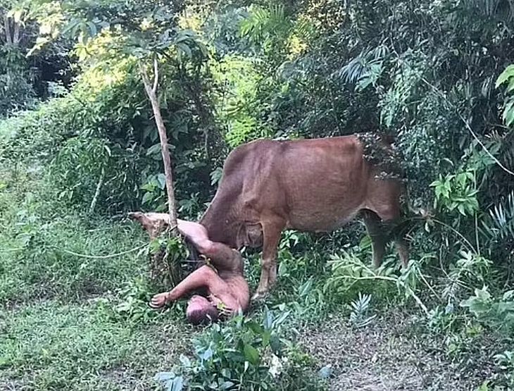 Homem nu é atacado por vaca ao tentar abusar dela em mata na Tailândia