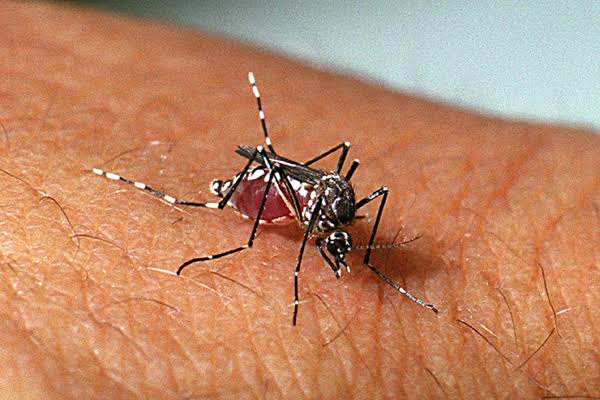 Brasil se aproxima de 5 mil mortes por dengue em 2024