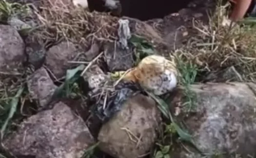 VÍDEO: Jumento é resgatado de poço em Alagoas