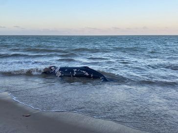 Vídeo: Baleia é encontrada morta e encalhada em praia do Litoral Norte de AL