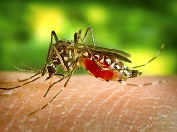 Mais um óbito por dengue é confirmado em Alagoas; estado soma 14 mortes pela doença em 2024