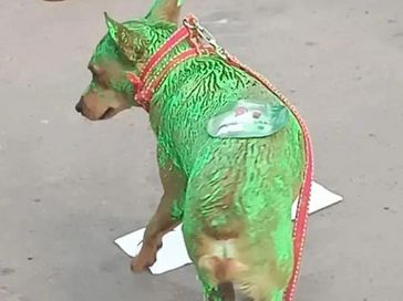 “Até o cachorro”: Prefeito de Messias gera indignação com cão pintado em evento