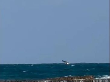 Baleia jubarte é vista dando saltos no mar da Praia do Francês, em Marechal Deodoro