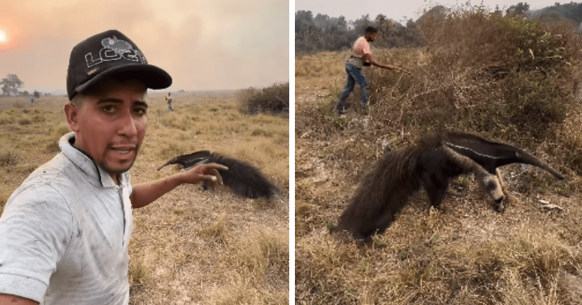 Bombeiros ajudam bebê e mãe tamanduás a se reencontrarem no MT