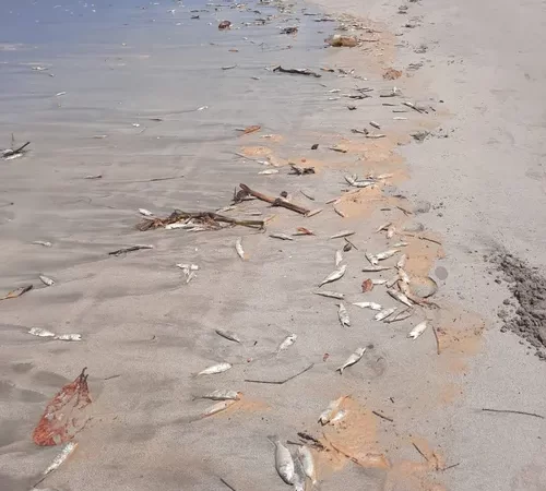 IMA recolhe amostras de água para identificar causa da morte de peixes no Litoral Norte