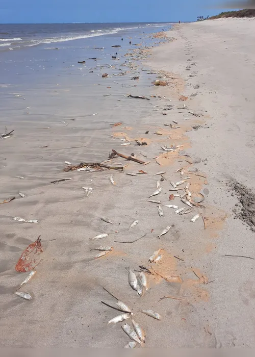 IMA recolhe amostras de água para identificar causa da morte de peixes no Litoral Norte