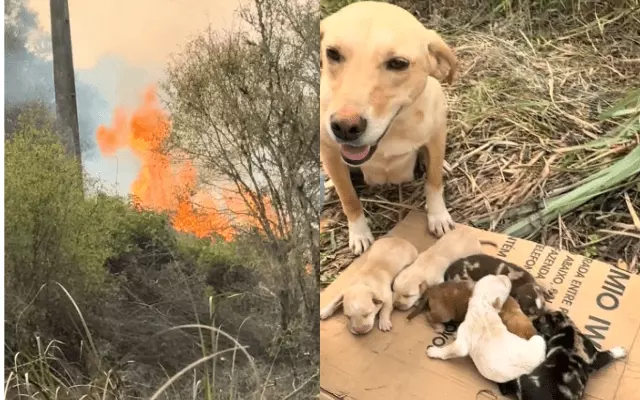 Jovens resgatam cachorra e filhotes durante incêndio em mata