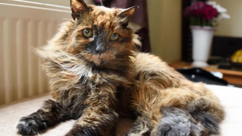 Rosie, gata considerada a mais velha do mundo, morre aos 33 anos