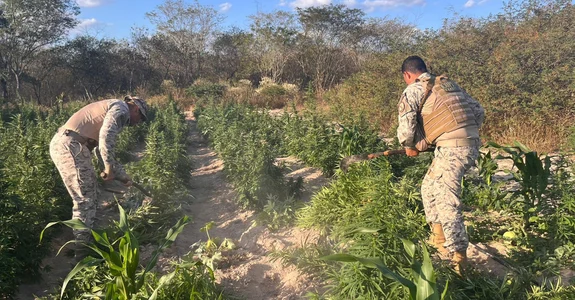 Operação integrada apreende mais de 25 mil pés de maconha em Canapi