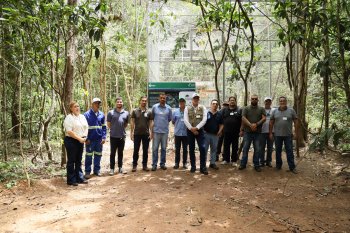 Projeto do MP permite volta dos Papagaios Chauás à Zona da Mata alagoana 30 após extinção