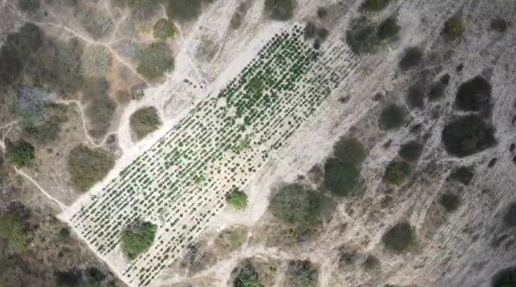 Imagens de drone mostram área verde com plantação de maconha irrigada no Sertão de AL; veja VÍDEO