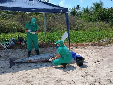 Boto-cinza é encontrado morto em praia do litoral norte de Alagoas