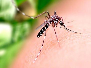 Alagoas confirma mais uma morte por dengue e chega a 16 óbitos pela doença